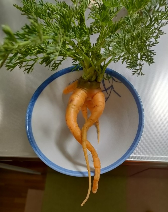 長〜い足です🥕🦵