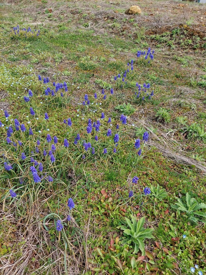 花部🌼