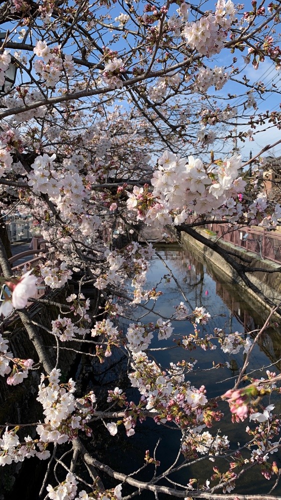 桜の開花状況