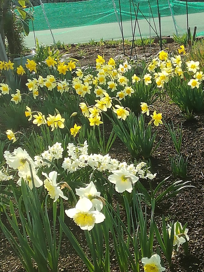 水仙の花