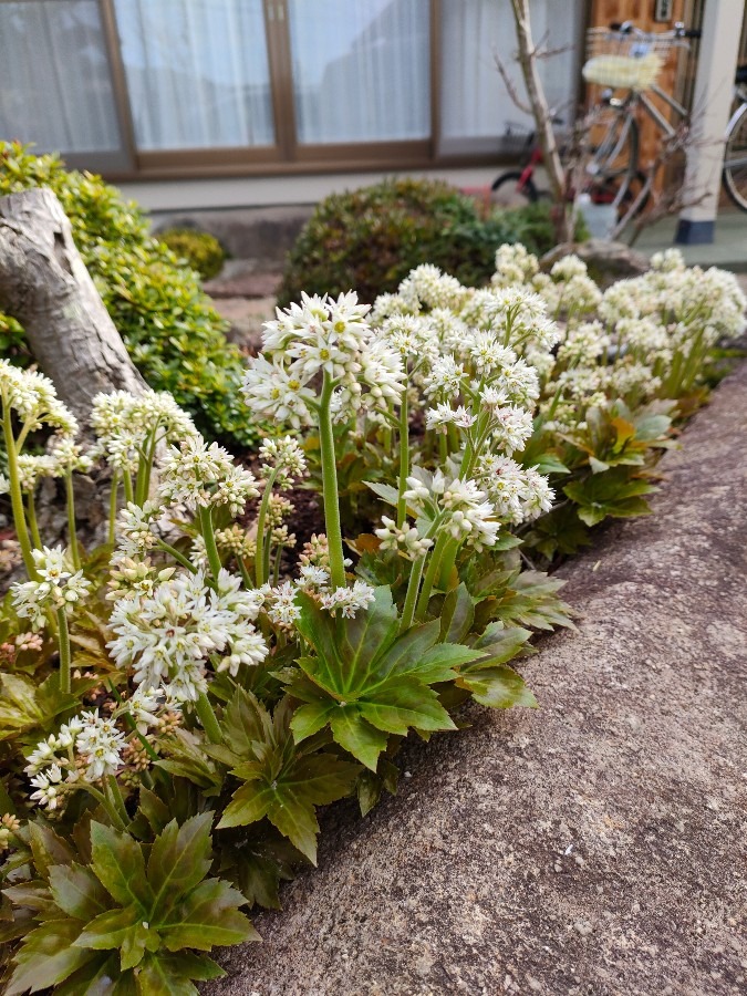 満開のイワヤツデ☘️