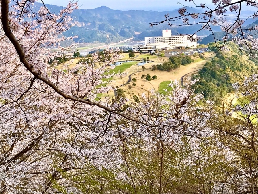 ⭕️本来なら、山の斜面一面が、さくら🌸(^O^)