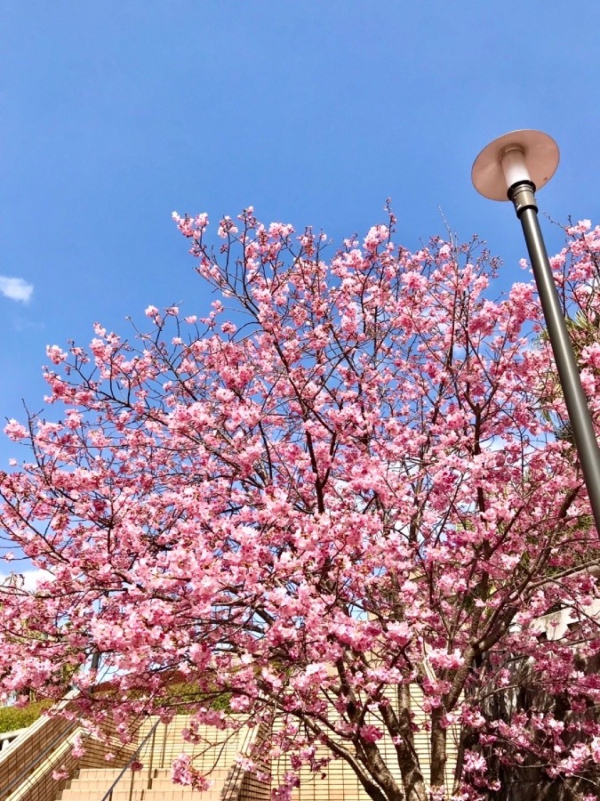 ⭕️現場の桜🌸❣️