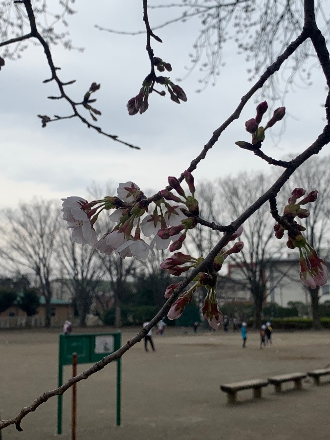 桜＊桜