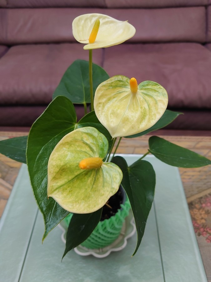 Miniature anthurium.