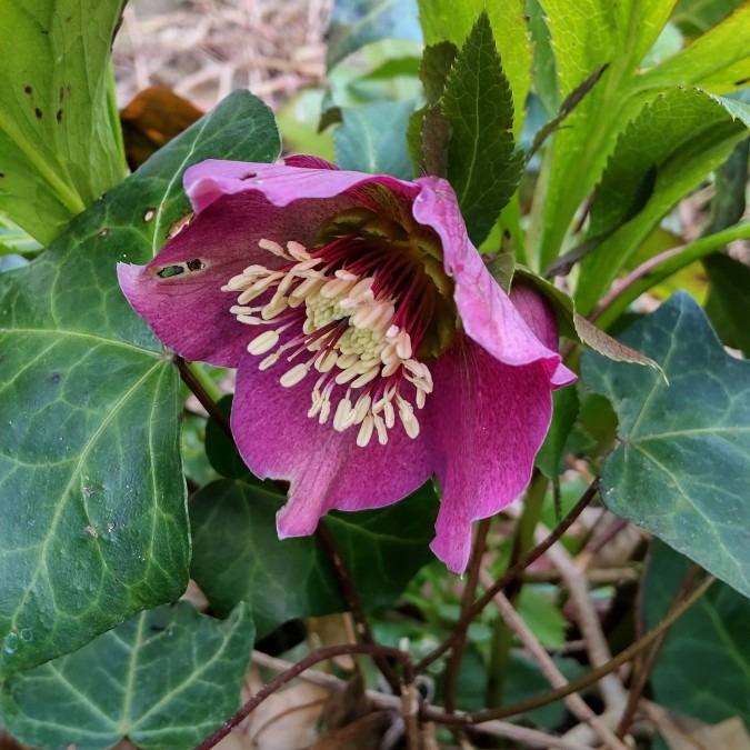 雑草の中で逞しく・・咲きまぁす🤗