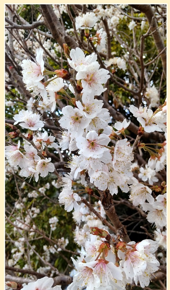 ♫♪さくら〜さくら〜🌸