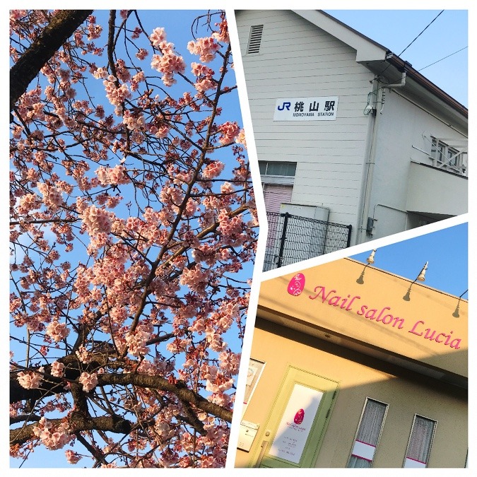 寒桜@JR桃山駅