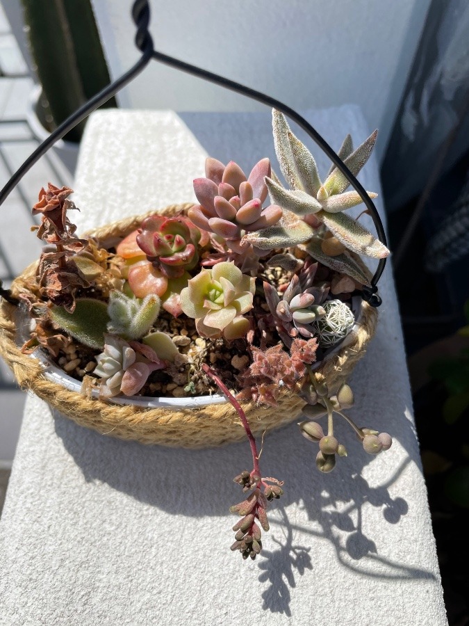 多肉植物　寄せ植え