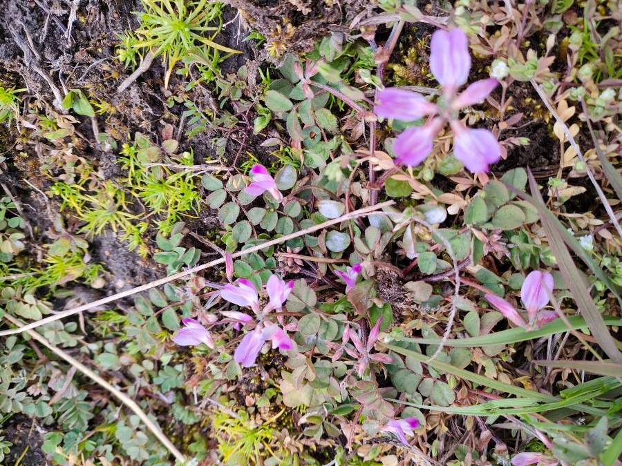 レンゲの花を見つけました💖