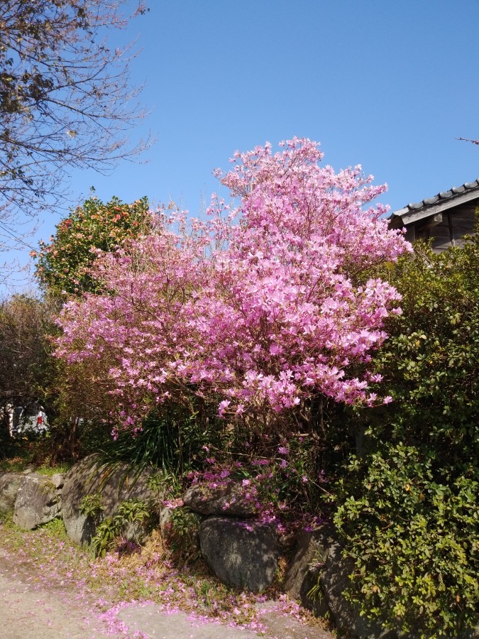 花倶楽部活動《岩つつじ》