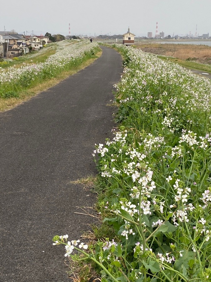 長〜い　土手道