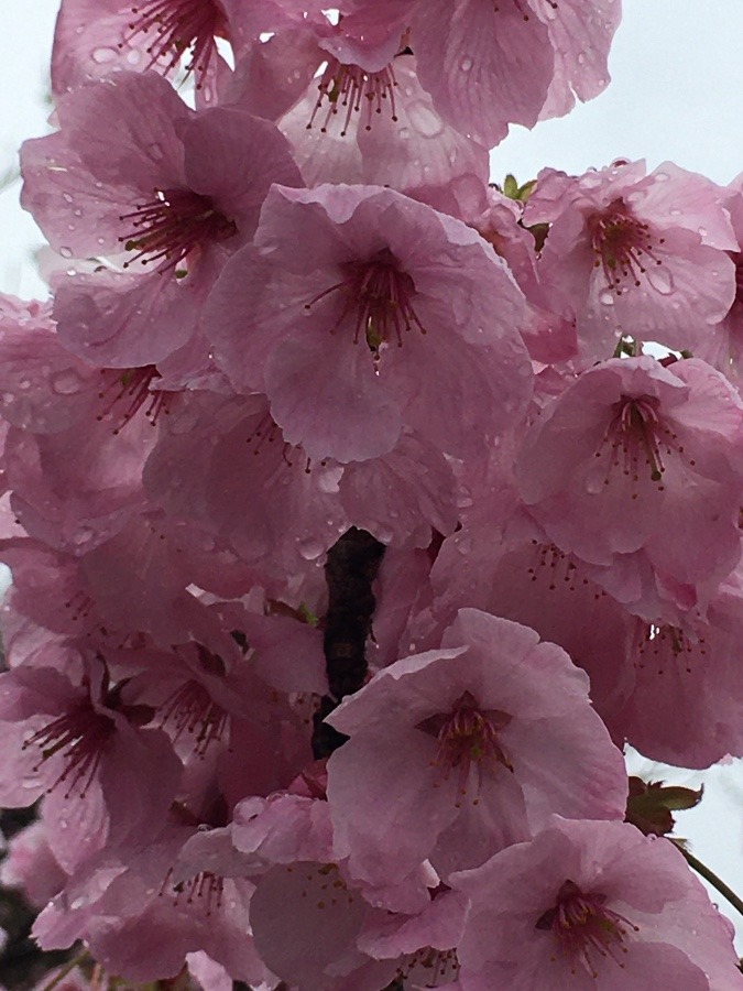 🌸明浜町✨🌸✨🌸桜✨🌸🌸