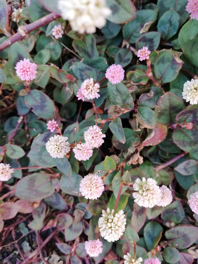 🖤春の花キレイですよ～🐭