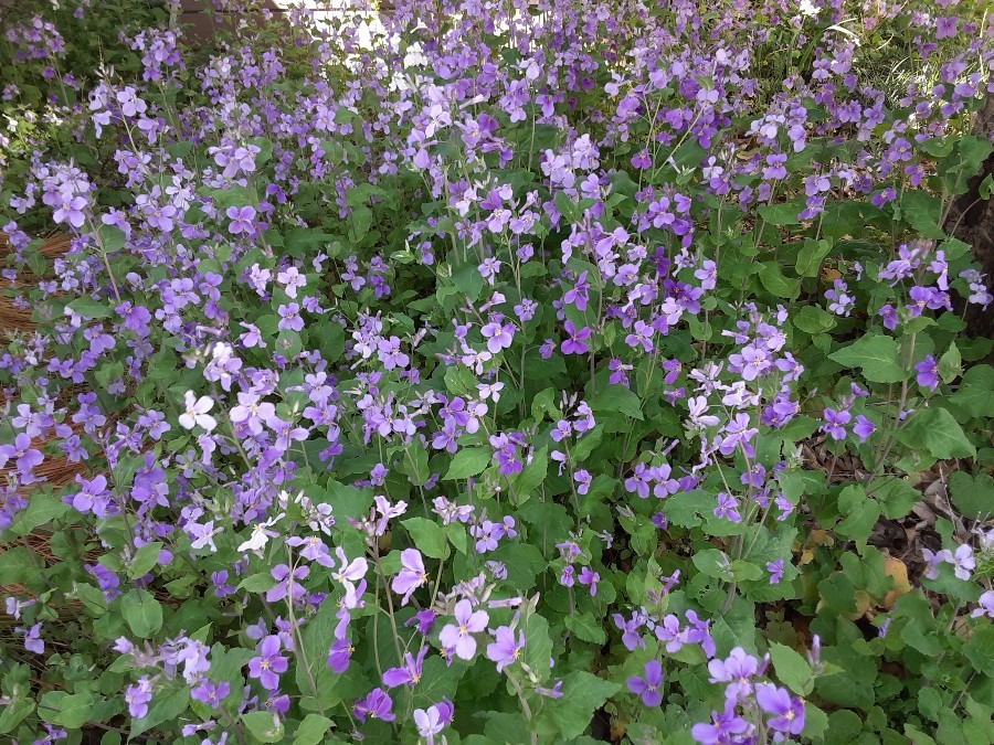 我が家の花