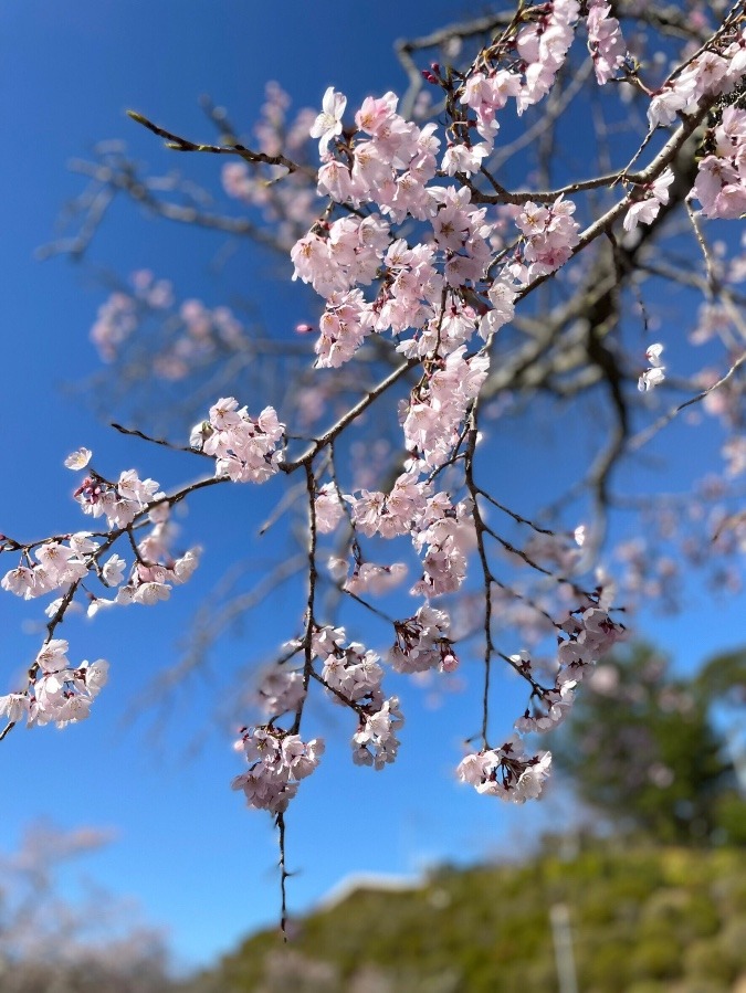 春を探しに行って来ました！