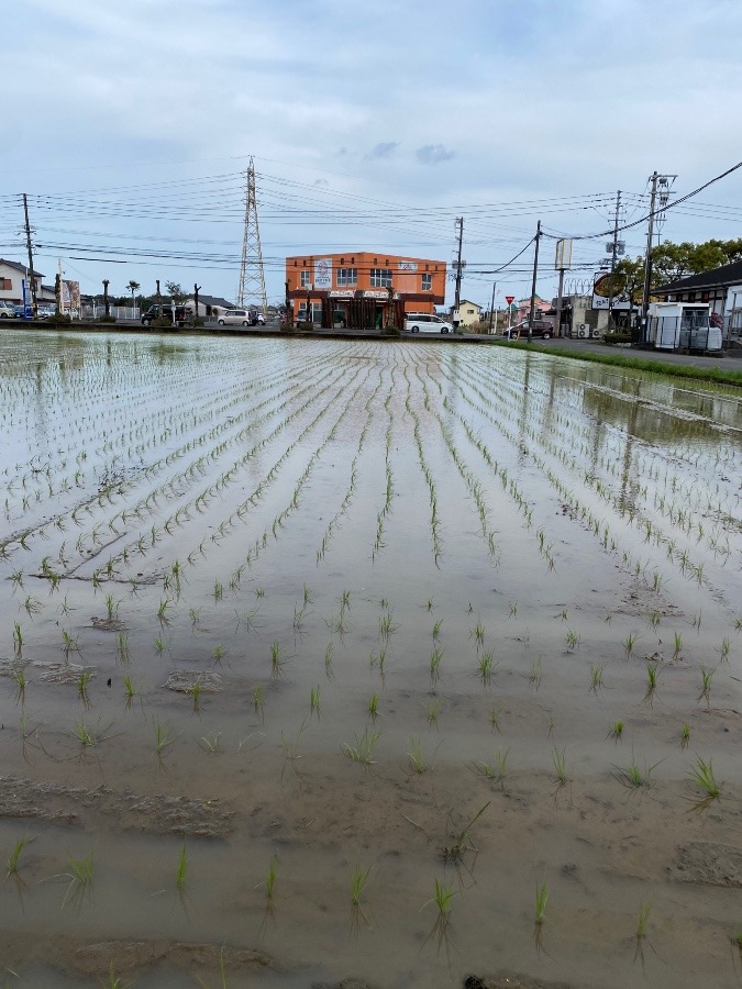 田植え