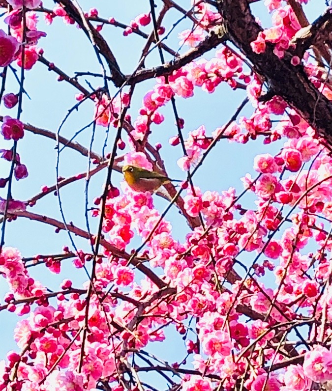 🌸しだれ梅とメジロ☘️