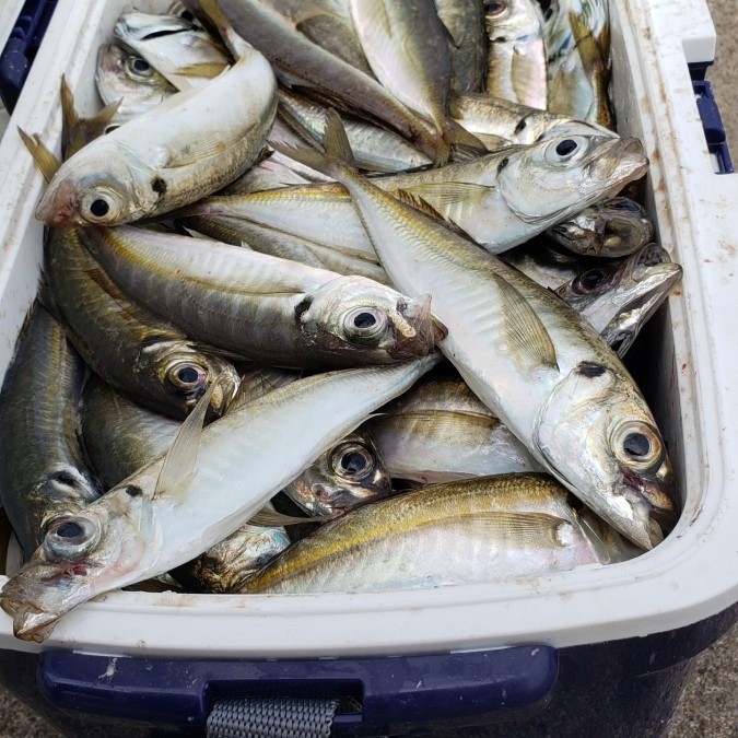 魚釣り