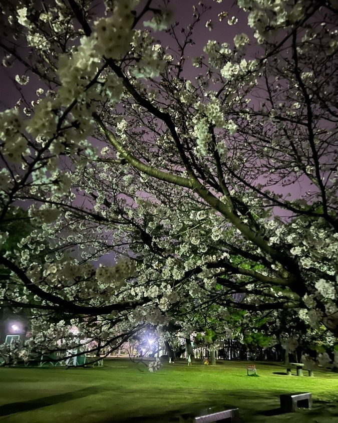 夜桜🌸