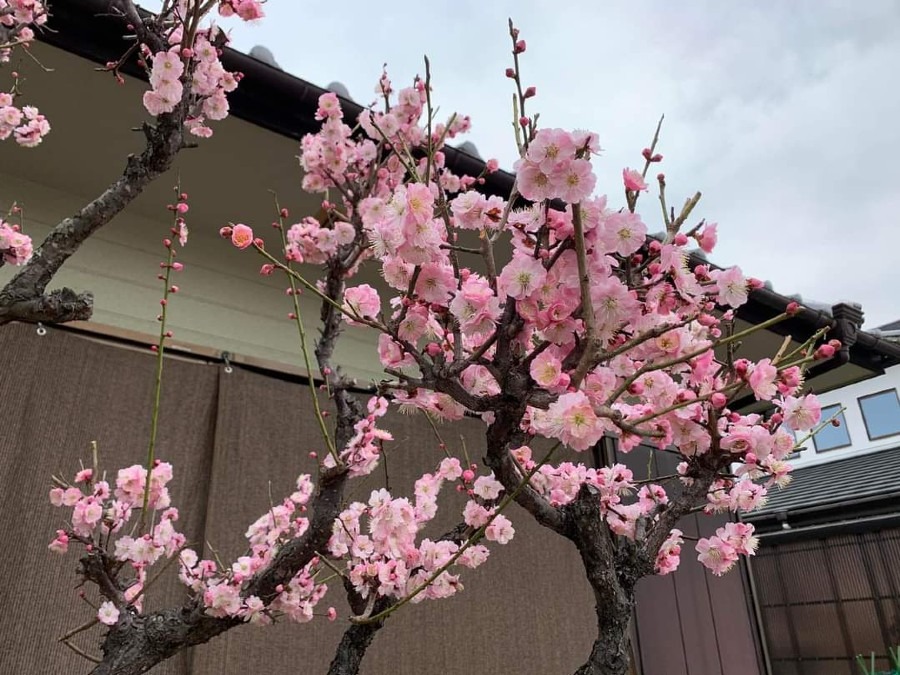 春近し  梅の花＼(^-^)／