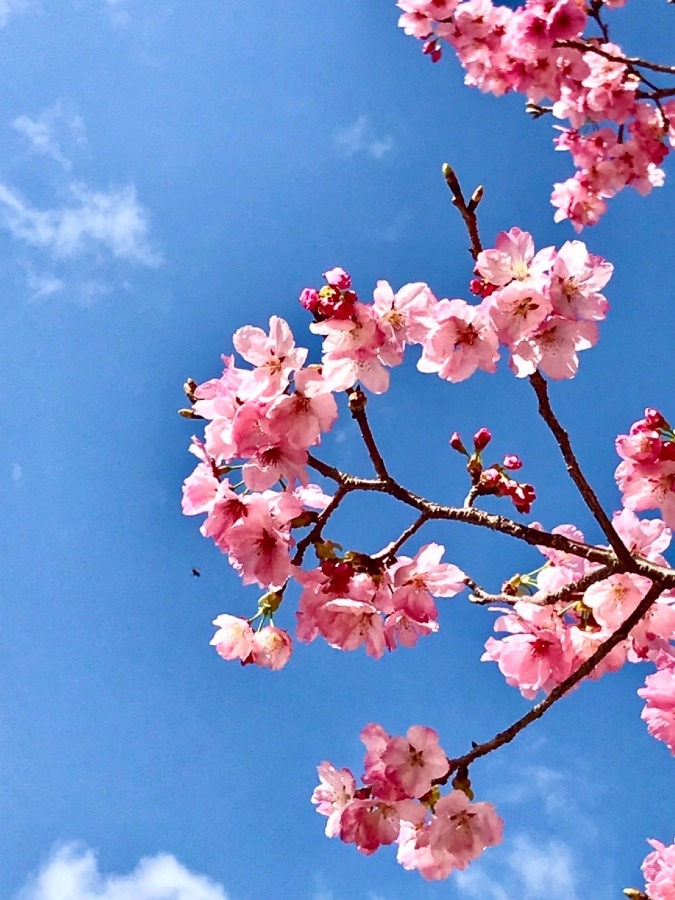 ⭕️ホッと一息の休憩に‼️🌸