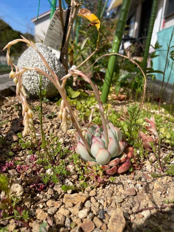 多肉植物　(エケベリア属)