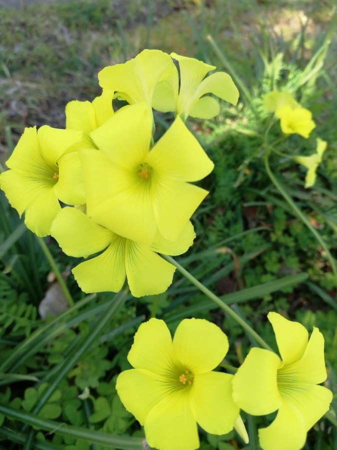 三つ葉の花が、満開に🐭