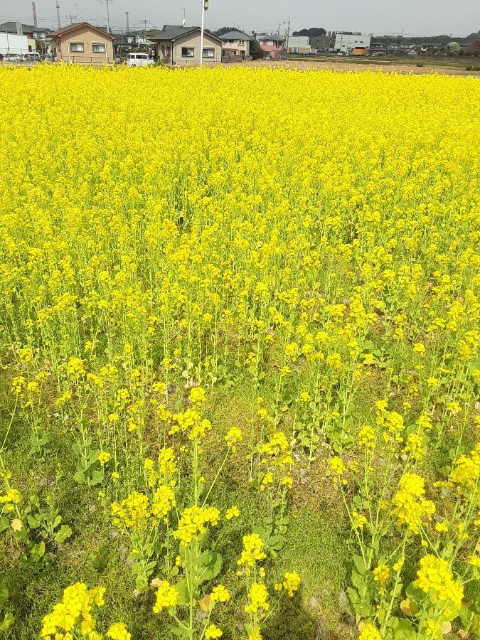 春ですね❣️菜の花畑( ˶˙ᵕ˙˶ )🍀*゜