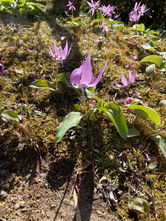 カタクリの花