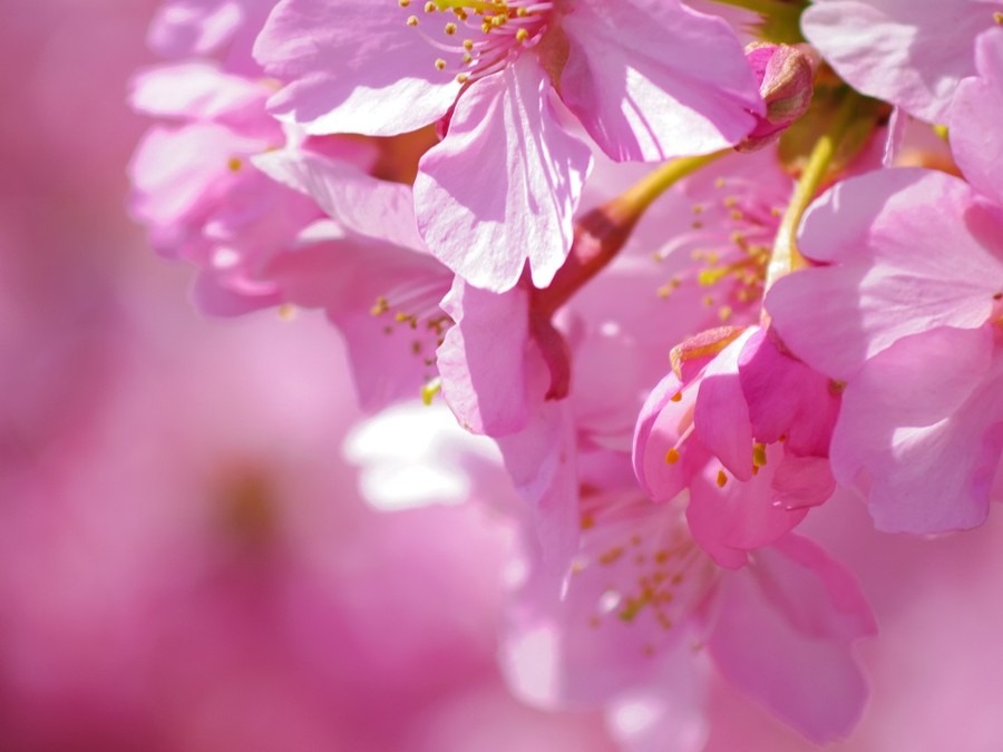 河津桜が満開🌸マクロ撮影