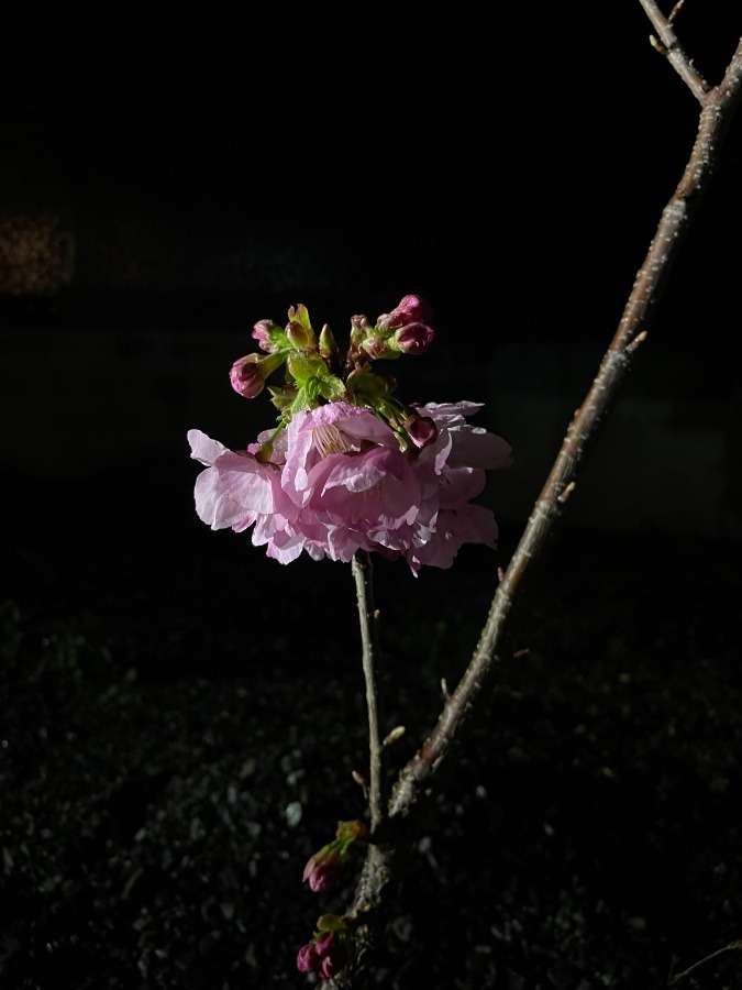 地植えした桜