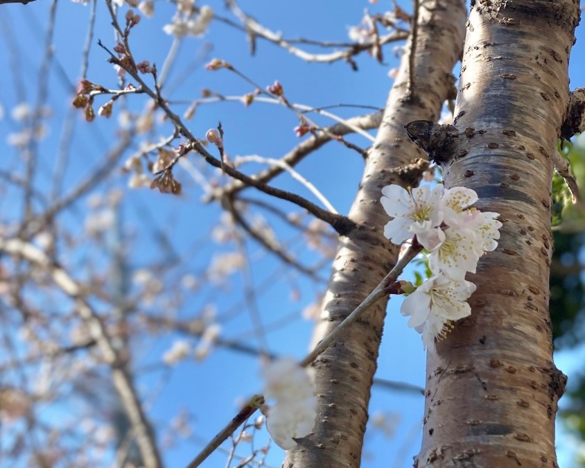 支那実桜(シナミザクラ)