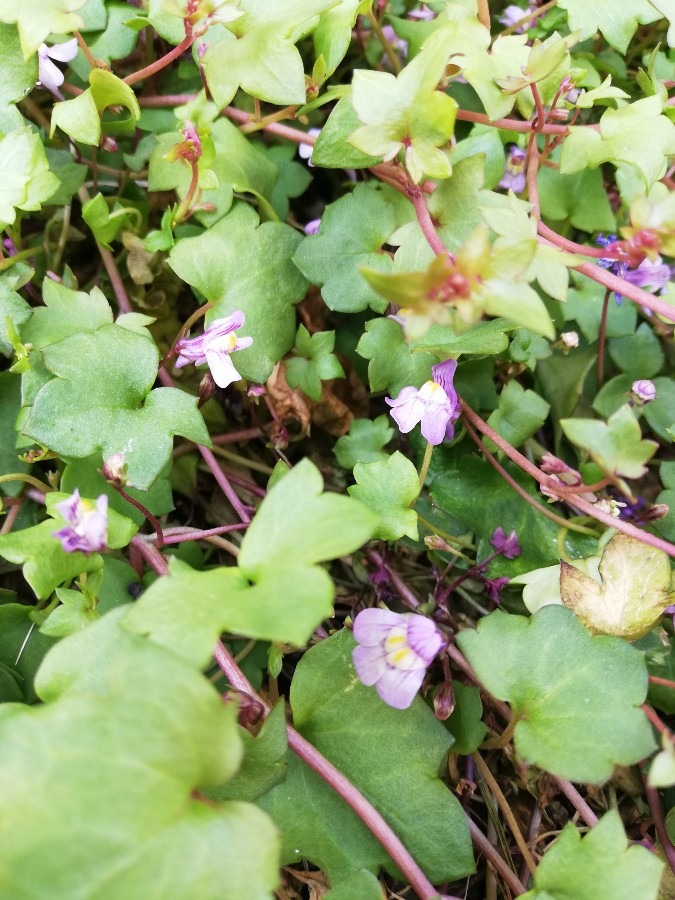 地面をはう植物