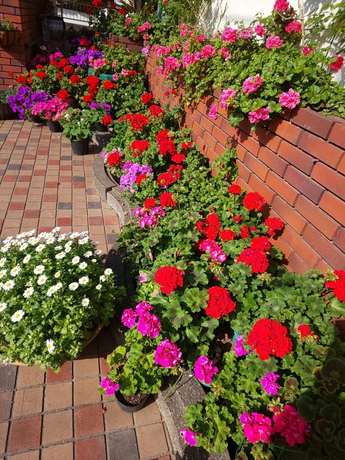 散歩道で出逢った☀️🎶素敵なガーデンは、お花満開です☀️❤️