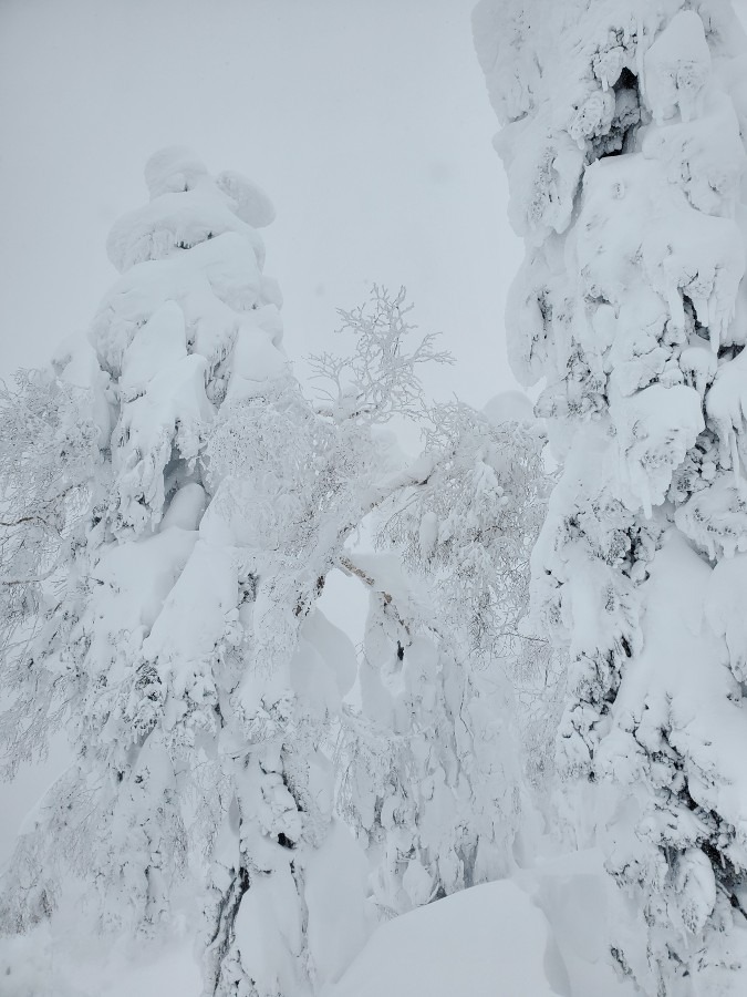 蔵王の樹氷