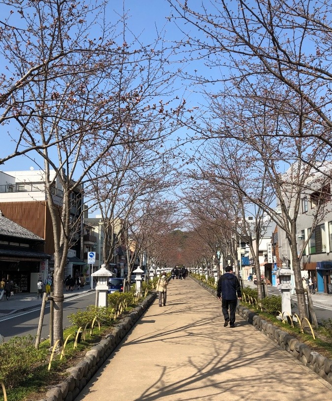 鎌倉若宮大路　段葛の参道