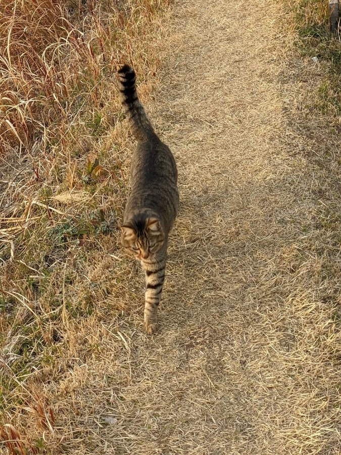 ノラ猫  なんと勇ましいんだろう