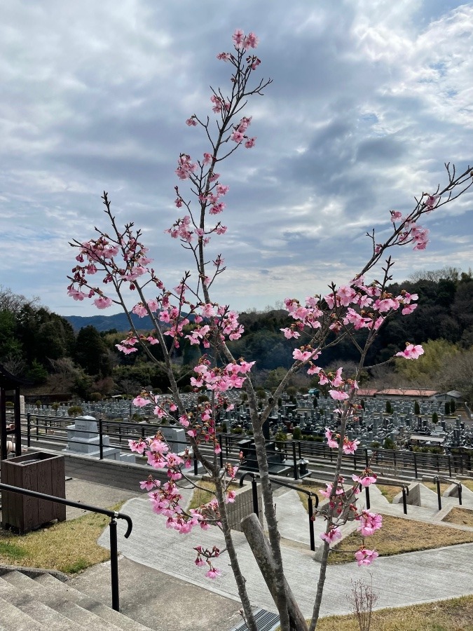 義父のお墓の側には桜が咲いてました。