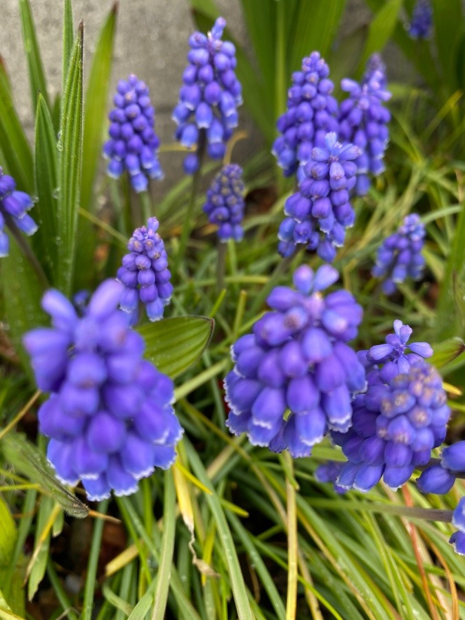 路地に咲く花