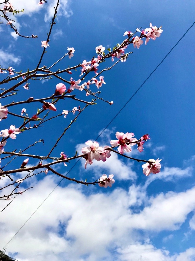 ⭕️桜🌸やっぱり、いいですね〜‼️(^｡^)