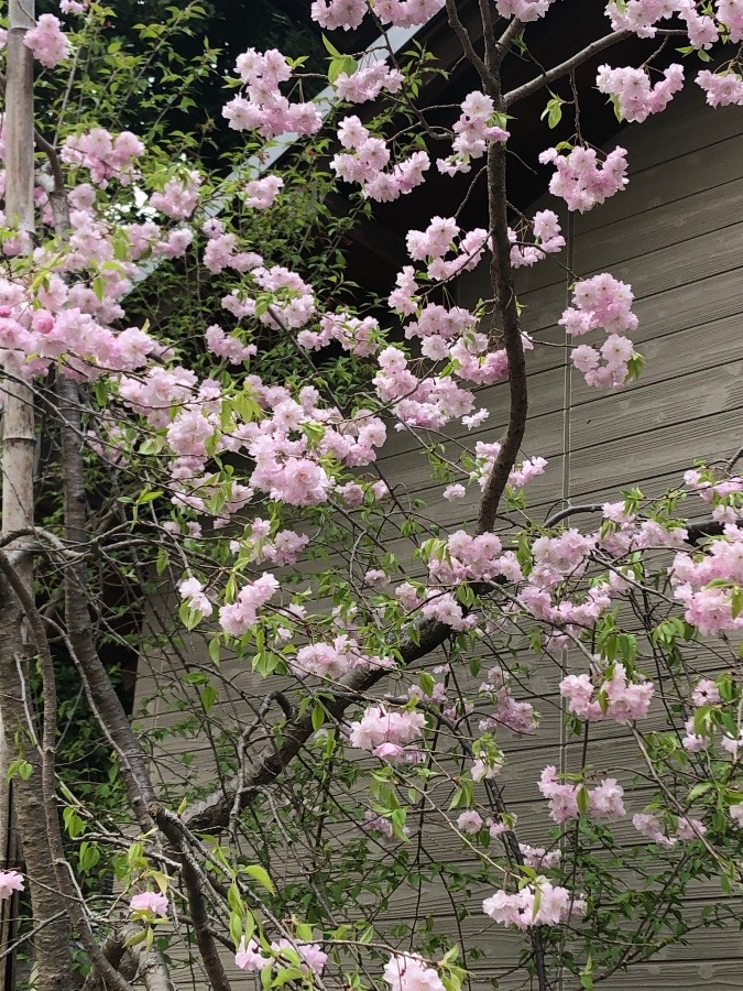 桜っぽいけど何の花？