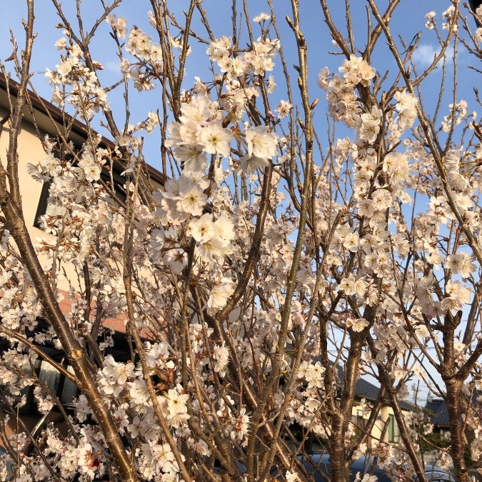 わが家の桜。