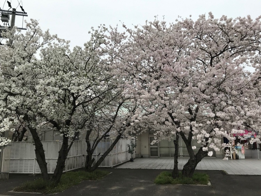 ✨桜　ピンク♧ホワイト✨