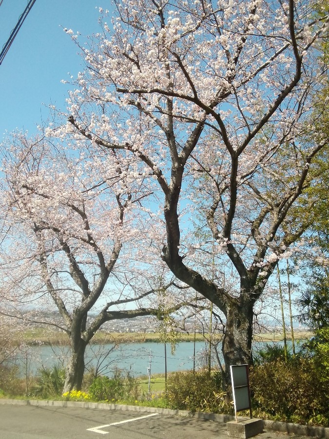 桜