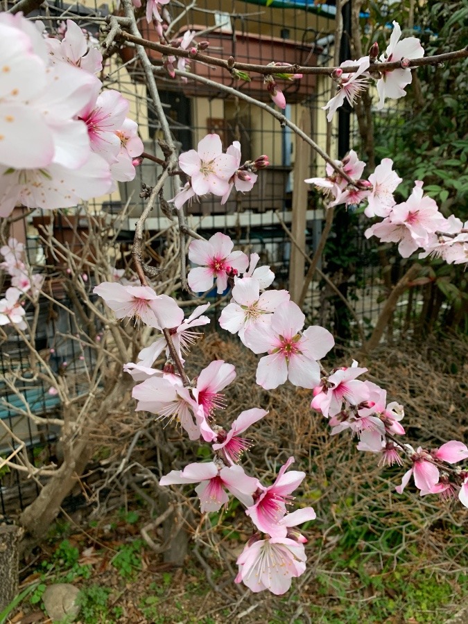 この花？