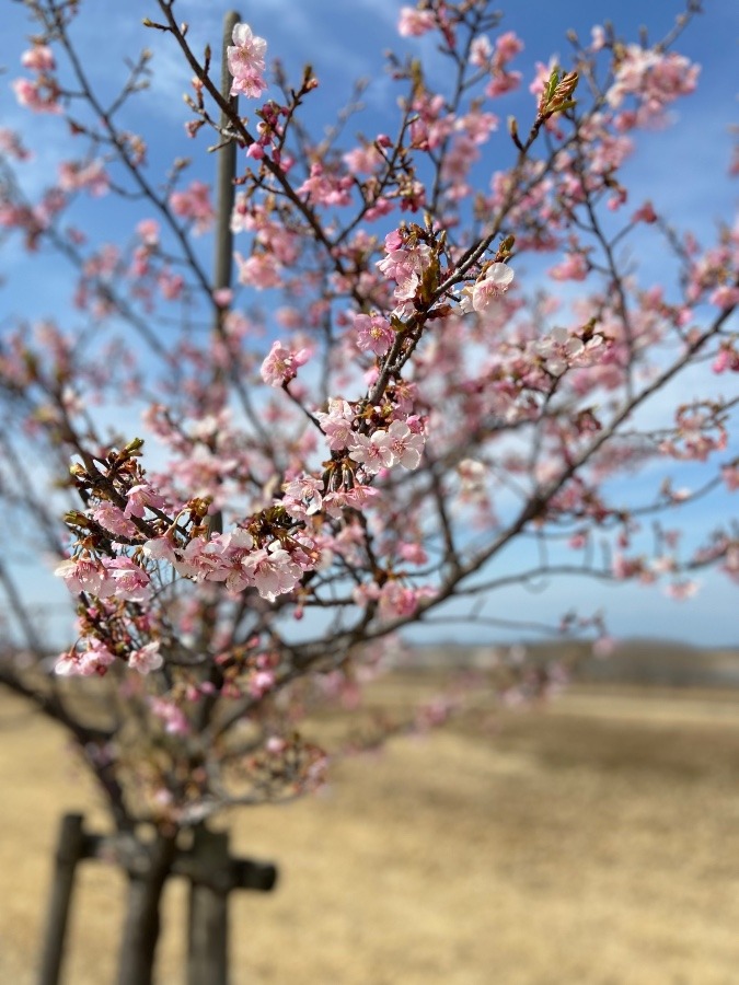 いつもの散歩コースの桜