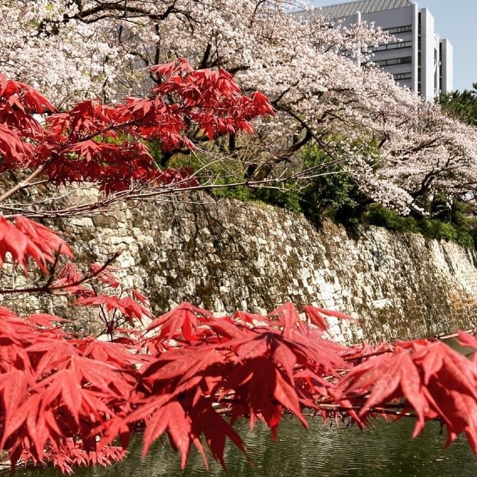 ソメイヨシノ🌸🌸と春もみじ🍁🍁