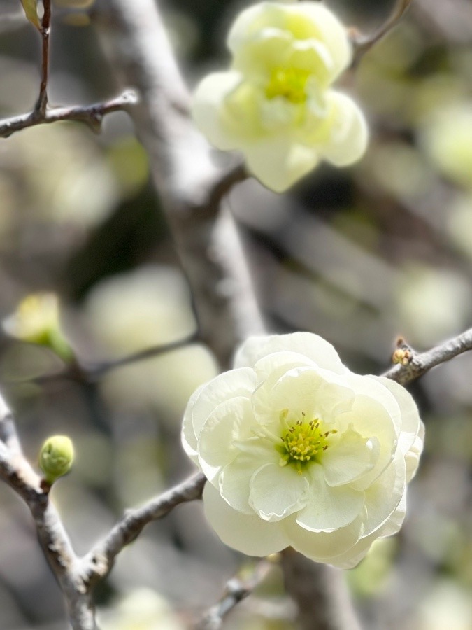 ボケの花《花倶楽部》