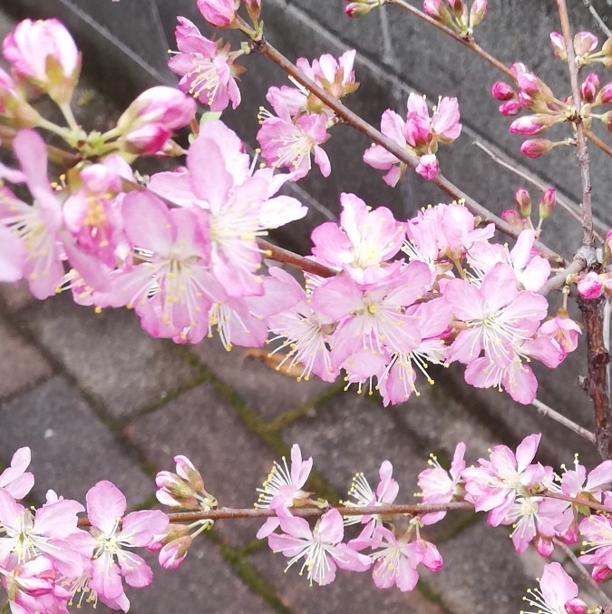 やっと満開🌸🌸